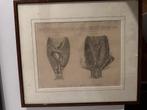Oude prenten (2 anatomische en 1 stad Antwerpen), Antiek en Kunst, Kunst | Etsen en Gravures, Ophalen of Verzenden