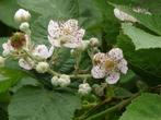 Bosbraam (Rubus fruticosus), Vaste plant, Ophalen of Verzenden, Halfschaduw, Zomer