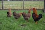 Wyandotte kriel kippen, allerlei kleuren, tamme kippen!, Meerdere dieren, Kip