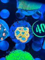 Koraal stekjes zee Aqaurium, Dieren en Toebehoren, Vissen | Aquariumvissen, Overige typen