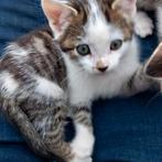 2 lieve kittens, Dieren en Toebehoren, Katten en Kittens | Overige Katten, Meerdere dieren, Kortharig, 0 tot 2 jaar