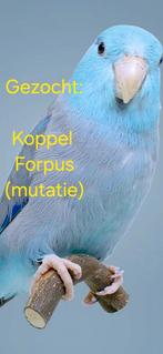 Gezocht:  Koppel Forpussen mutatie, Dieren en Toebehoren, Vogels | Parkieten en Papegaaien, Meerdere dieren, Parkiet