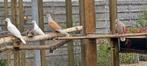 5 sier duiven gratis afhalen, Dieren en Toebehoren, Vogels | Duiven, Meerdere dieren, Overige soorten