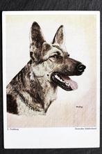 Duitse herdershond, E. Frohberg, 1957, Verzamelen, Ansichtkaarten | Dieren, 1940 tot 1960, Gelopen, Verzenden, Hond of Kat