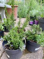 Rozemarijn (Rosmarinus officinalis) D 16, Tuin en Terras, Planten | Tuinplanten, Volle zon, Vaste plant, Zomer, Ophalen