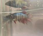 Betta's (kempvis) Eigen Kweek, Dieren en Toebehoren, Zoetwatervis, Schoolvis, Vis