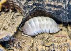 Armadillidium granulatum White Pearl isopods / pissebedden, Overige soorten