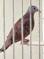 Talpacoti doffer, Dieren en Toebehoren, Vogels | Overige Vogels, Mannelijk
