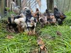 Brahma kuikens 26x 1 Koop, Dieren en Toebehoren, Pluimvee, Meerdere dieren, Kip