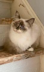 LAATSTE Heilige Birmaan Seal-Torti kitten, Meerdere dieren, Gechipt, 0 tot 2 jaar