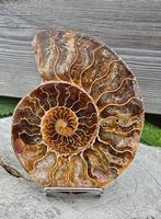 Mooie ammoniet, Ophalen of Verzenden