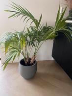 Kentia palm inclusief grijze pot, Huis en Inrichting, Kamerplanten, Ophalen, Palm, In pot, Minder dan 100 cm
