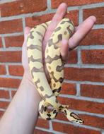 Python regius enchi od yb amur desert ghost
man 1.0 nk 2024, Slang, Tam, 0 tot 2 jaar
