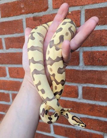 Python regius enchi od yb amur desert ghost
man 1.0 nk 2024 beschikbaar voor biedingen
