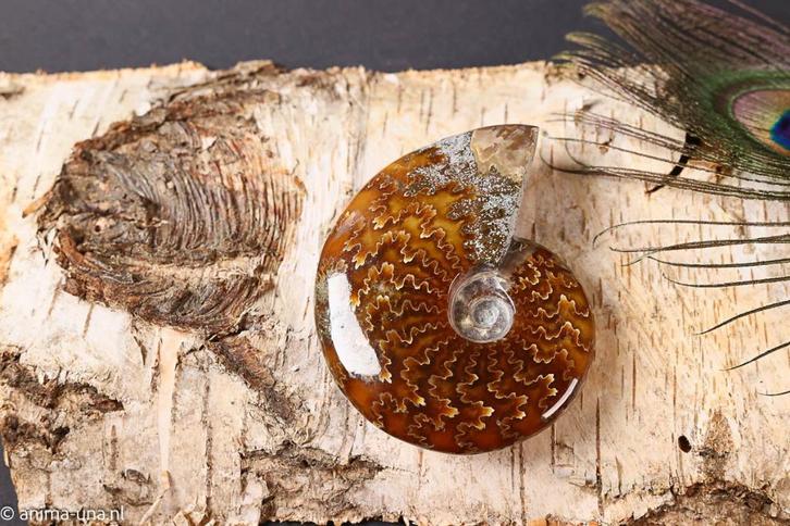 Ammoniet - Madagascar, Verzamelen, Mineralen en Fossielen, Fossiel, Ophalen of Verzenden