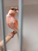 Vele soorten vogels vanavond geopend van half 7 tot 9 uur, Dieren en Toebehoren, Meerdere dieren