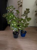 Siernetel, vanaf €2, Huis en Inrichting, Kamerplanten, Ophalen, Overige soorten, Minder dan 100 cm, Bloeiende kamerplant