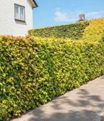 ‼️BUITENKANS‼️100 groene beuken  175/200, Ophalen of Verzenden, Bloeit niet, Overige soorten, 100 tot 250 cm