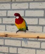 Goudmantel rosella, Dieren en Toebehoren