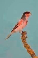 Ik zoek 2 mannen harlekijn kanaries zonder kuif 5 kleurige, Dieren en Toebehoren, Vogels | Kanaries, Mannelijk, Kleurkanarie