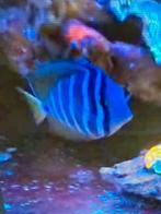 Zebrasoma desjardini, Dieren en Toebehoren, Vis