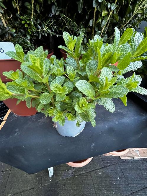 Mentha spicata 'Moroccan' (Marokkaanse munt), Tuin en Terras, Planten | Tuinplanten, Kruiden, Volle zon, Zomer, Ophalen