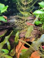 Vuurgarnalen, ancistrus, verschillende waterplanten., Dieren en Toebehoren, Vissen | Aquariumvissen, Vis