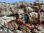 Korenslang pantherophis guttatus, Dieren en Toebehoren, Reptielen en Amfibieën, Slang, Tam, 0 tot 2 jaar