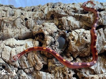 Korenslang pantherophis guttatus beschikbaar voor biedingen