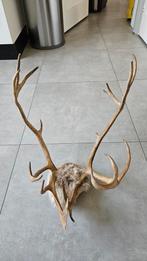 Rendier gewei op schild, 60 cm lang, Ophalen, Hert, Gewei of Kop