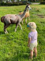 Appaloosa kleur alpaca merrie, Dieren en Toebehoren, Overige Dieren, Vrouwelijk, Voor 1 juli 2024