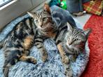 two lovely cats, Dieren en Toebehoren, Katten en Kittens | Raskatten | Korthaar, 3 tot 5 jaar, Poes