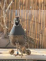 californische kuifkwartels haantjes gratis, Dieren en Toebehoren, Vogels | Overige Vogels, Mannelijk, Tropenvogel