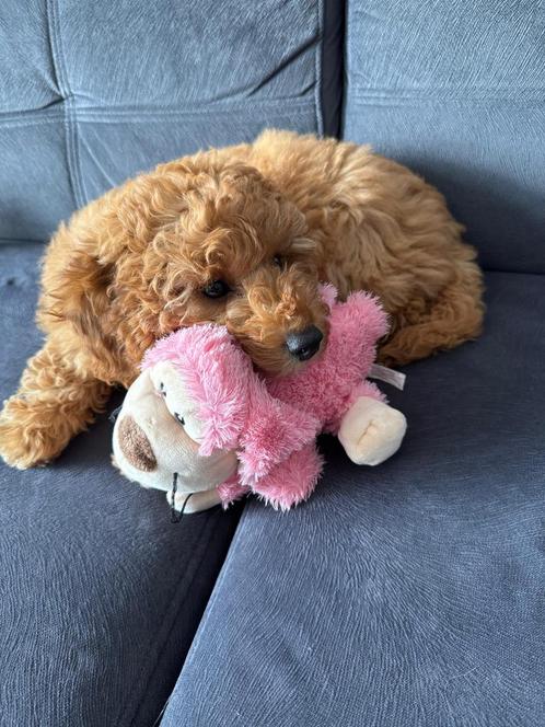 Toy Poedel, Dieren en Toebehoren, Honden | Chihuahua's en Gezelschapshonden, Teef, Poedel, Particulier, Eén hond, Nederland, 8 tot 15 weken
