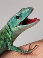 Gastropholis prasina - Afrikaanse boomhagedis, Dieren en Toebehoren, Reptielen en Amfibieën, Amfibie
