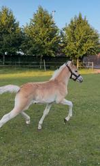 Prachtig sport haflinger veulen, Dieren en Toebehoren, Paarden, Hengst, Dressuurpaard, Gechipt, 0 tot 2 jaar