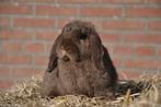 Nederlandse hangoor dwerg rammen, castreren mogelijk!, Dieren en Toebehoren, Mannelijk, Dwerg, Hangoor
