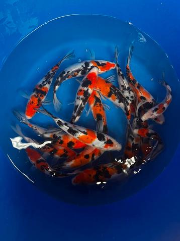Sanke en Showa tosai mix japanse koi 25 tot 35 cm beschikbaar voor biedingen