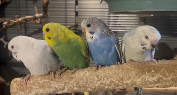Jonge tamme grasparkieten ( rechtstreeks van de kweker) beschikbaar voor biedingen