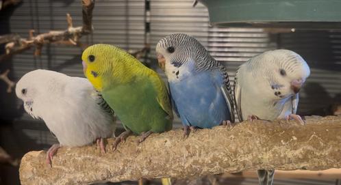 Jonge tamme grasparkieten ( rechtstreeks van de kweker), Dieren en Toebehoren, Vogels | Parkieten en Papegaaien, Parkiet, Meerdere dieren