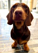 Dek reu dwerg teckel choco tan enkel ter dekking, Rabiës (hondsdolheid), Reu, 1 tot 2 jaar, Korthaar