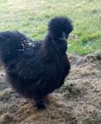 Zijdehoen koppel, Dieren en Toebehoren, Pluimvee, Meerdere dieren, Kip