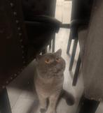 Britsekorthaar koppel 5 jaar, 3 tot 5 jaar