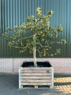 Oude Elstar appelboom laagstam in fruitkist - uniek!, Tuin en Terras, Ophalen, Lente, In pot, Appelboom