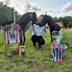 NMPRS Show- en Dekhengsten te koop, Dieren en Toebehoren, Pony's, Meerdere dieren, A pony (tot 1.17m), Gechipt, 3 tot 6 jaar