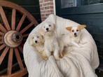 Maltipoo pups ( 3 teefjes !!!!!!!!!, Maltezer, Nederland, 15 weken tot 1 jaar, CDV (hondenziekte)