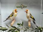 Majoor putters - carduelis carduelis, Dieren en Toebehoren, Vogels | Overige Vogels, Meerdere dieren, Wildzangvogel, Geringd