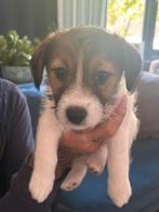 Ruw harige jack russel, Dieren en Toebehoren, Honden | Jack Russells en Terriërs, Jack Russell Terriër, 8 tot 15 weken, Teef, Meerdere