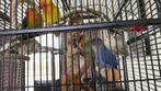 5 kleurrijke dwergpapegaaien. alleen samen af te halen, Meerdere dieren, Papegaai, Tam