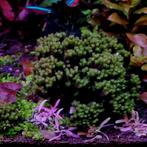 Rare moss € 5,-, Ophalen of Verzenden, Nieuw, Plant(en), Steen of Hout
